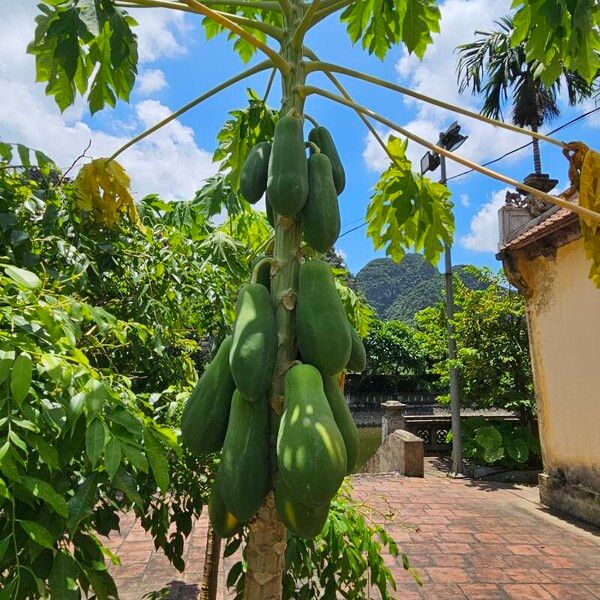 Carica papaya Frugt