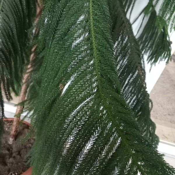 Araucaria columnaris ഇല