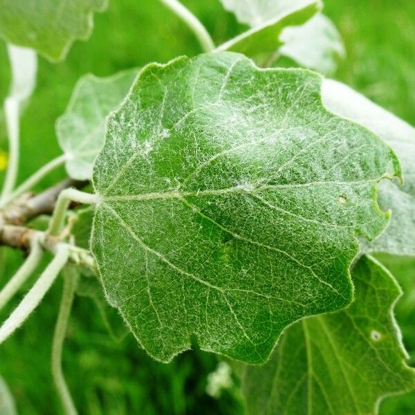 Populus alba Folha