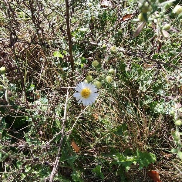 Symphyotrichum ericoides Flower