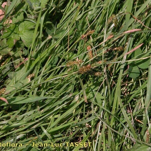 Carex distans Habit