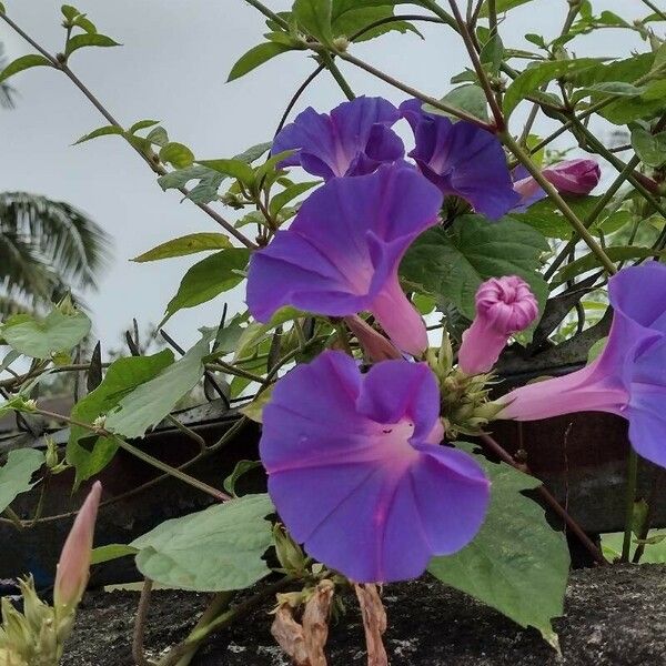 Ipomoea indica Blodyn