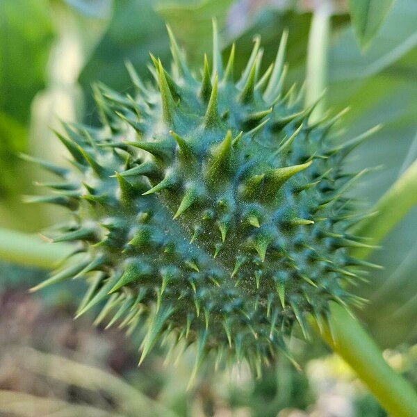 Datura ferox Плод