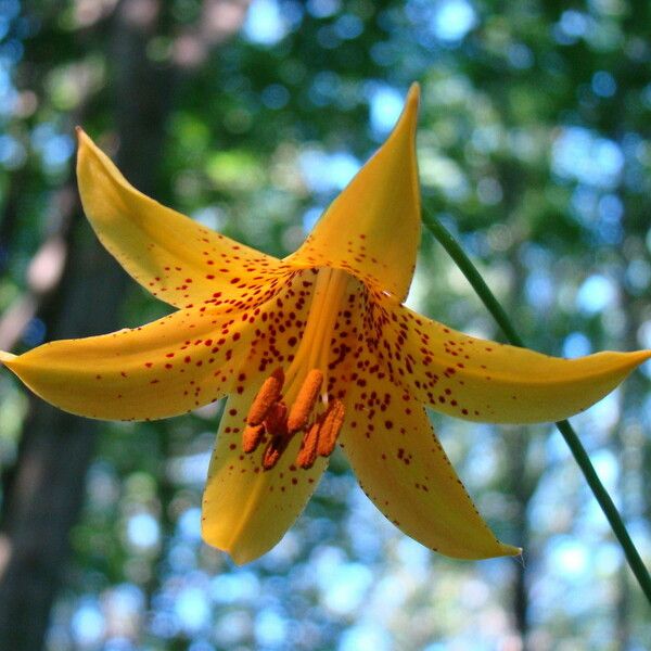 Lilium canadense Flower