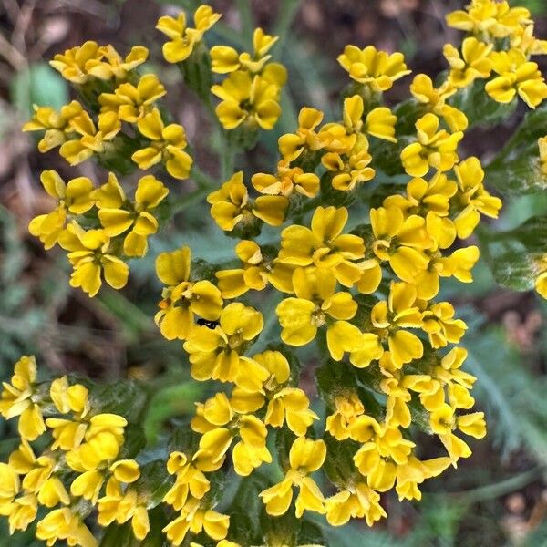 Achillea tomentosa Virág