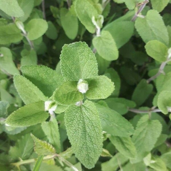 Teucrium scorodonia ഇല