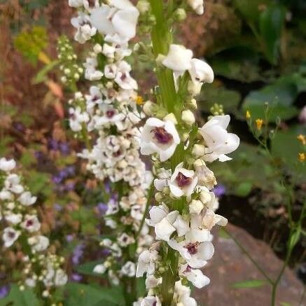 Verbascum chaixii Flower