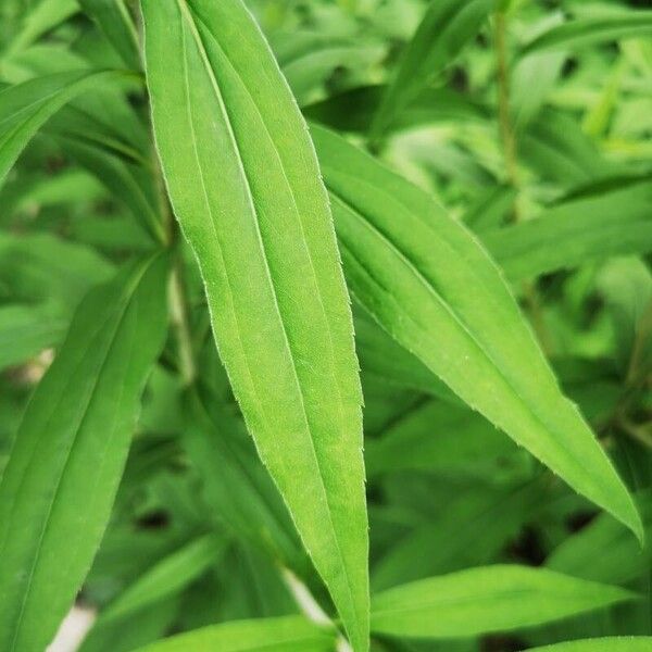 Solidago gigantea পাতা