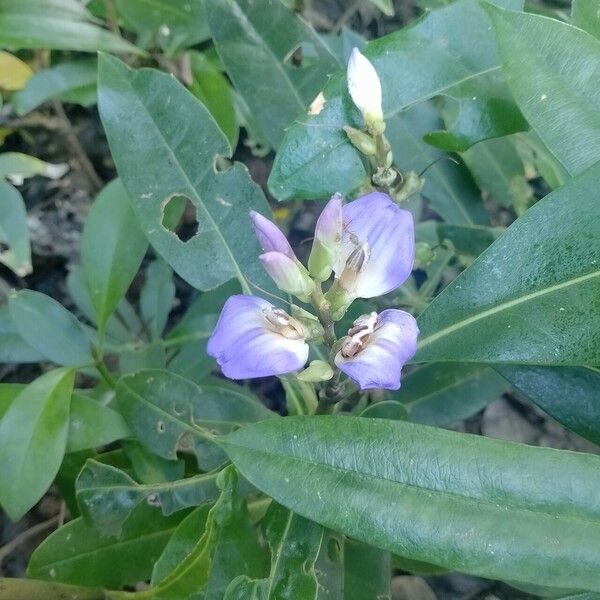 Acanthus ilicifolius Flor