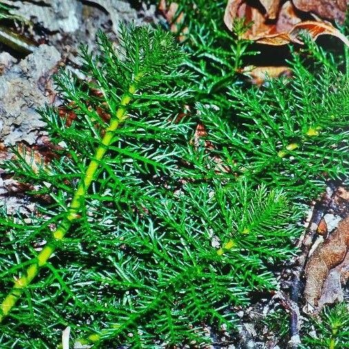 Myriophyllum verticillatum पत्ता