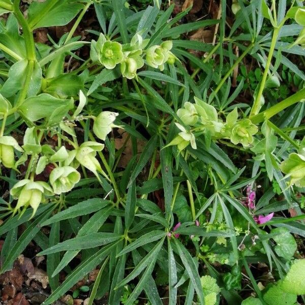 Helleborus foetidus 花