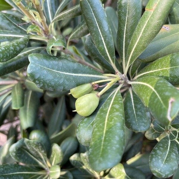 Pittosporum heterophyllum 果實