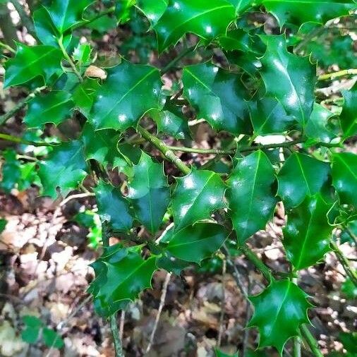 Ilex aquifolium Leaf