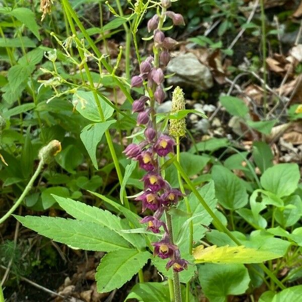 Epipactis atrorubens Flower