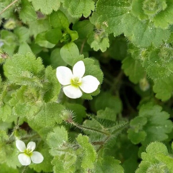 Veronica cymbalaria Flor