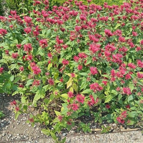 Monarda didyma Flower