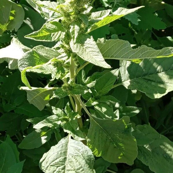 Amaranthus retroflexus Habitat