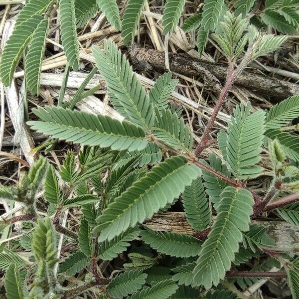 Dichrostachys cinerea Φύλλο