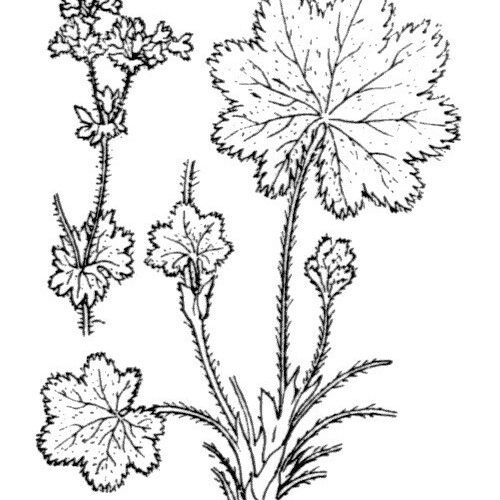 Alchemilla glaucescens Інше