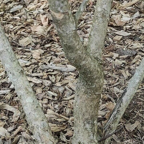 Syringa vulgaris Bark