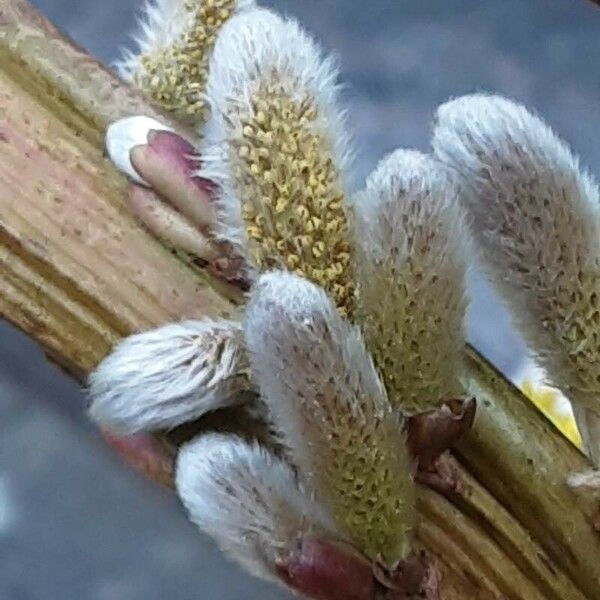 Salix triandra Fiore