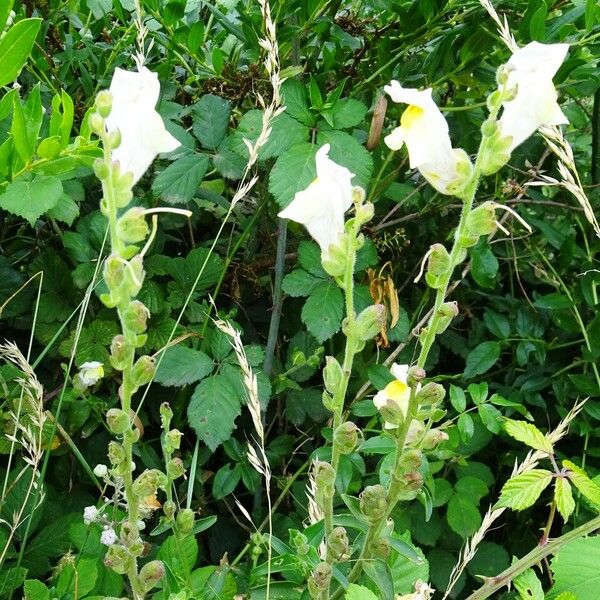 Antirrhinum siculum आदत