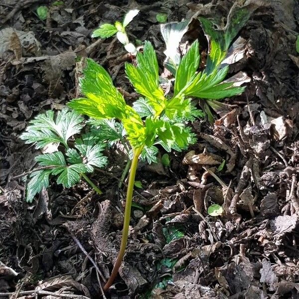 Physospermum cornubiense Leaf