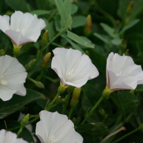 Convolvulus arvensis Květ