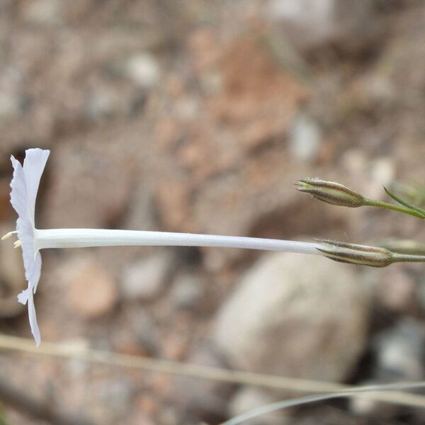 Ipomopsis longiflora (Flaxflowered ipomopsis)