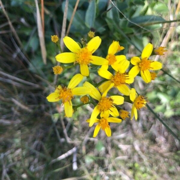 Senecio angulatus 花