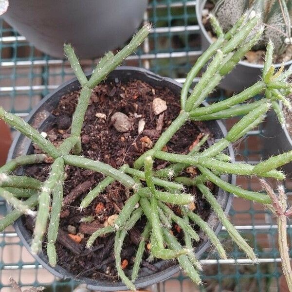 Rhipsalis baccifera 葉