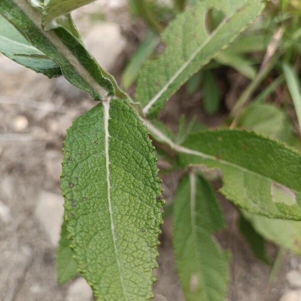 Pterocaulon alopecuroides Leaf