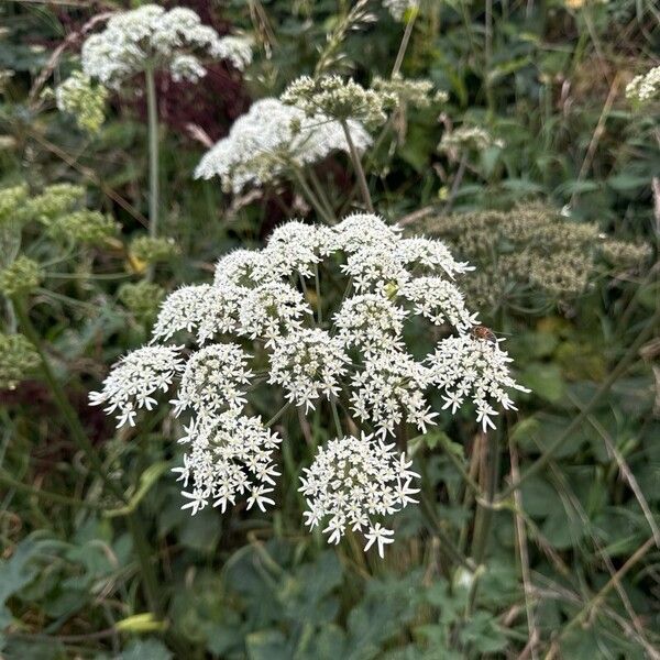 Heracleum sibiricum পাতা