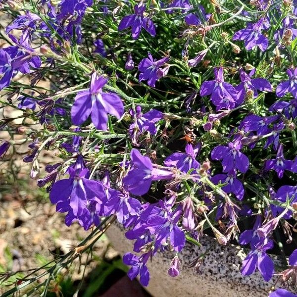 Lobelia erinus Floare