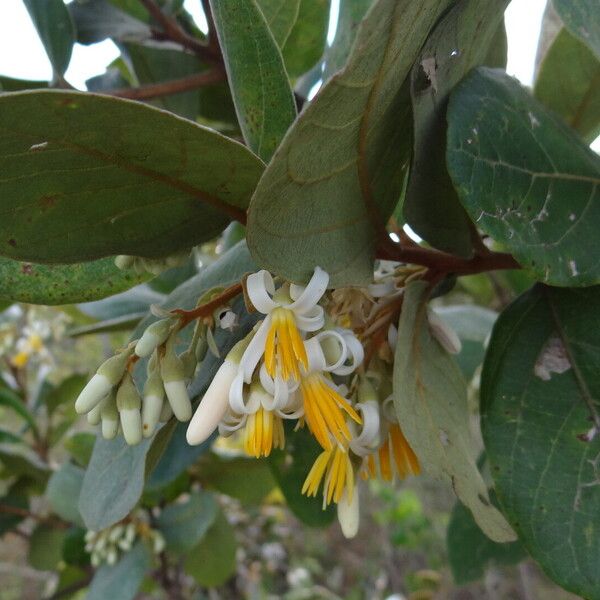 Styrax ferrugineus Ліст