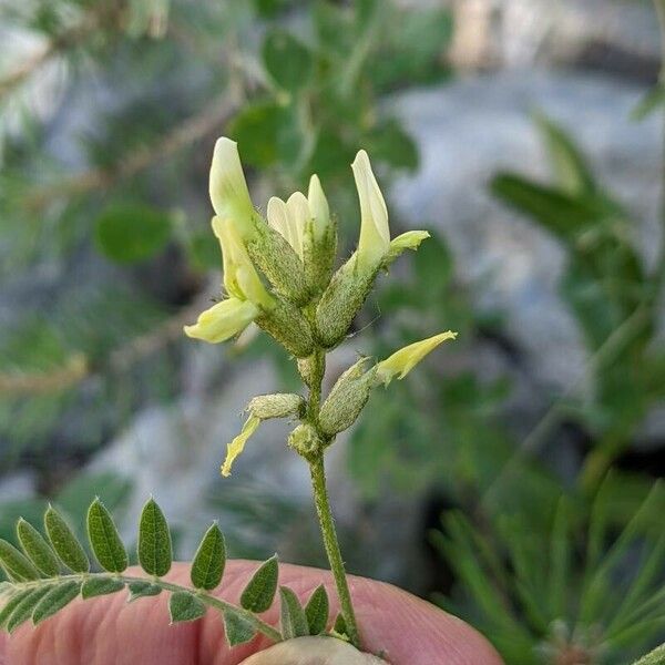 Astragalus cicer ফুল