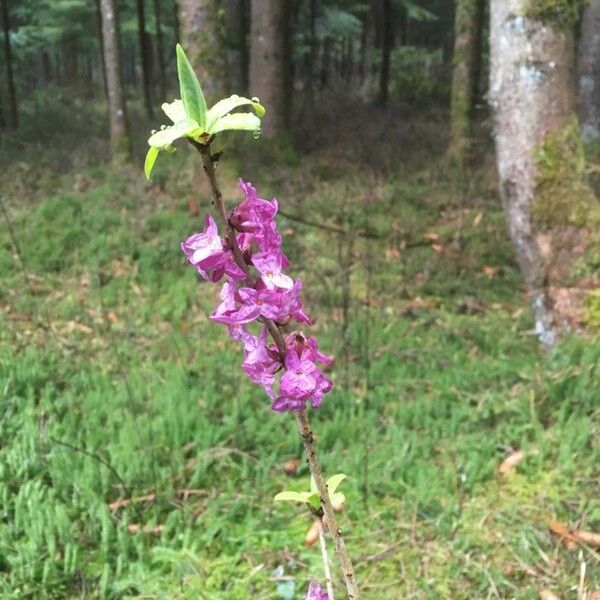 Daphne mezereum Kwiat