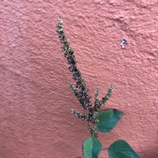 Amaranthus viridis 花