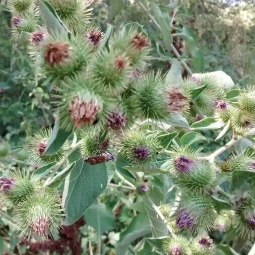 Arctium lappa Flower