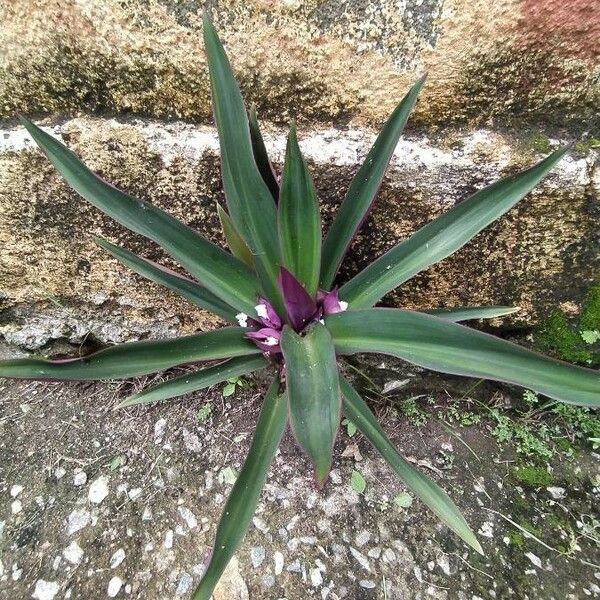 Tradescantia spathacea Blomst