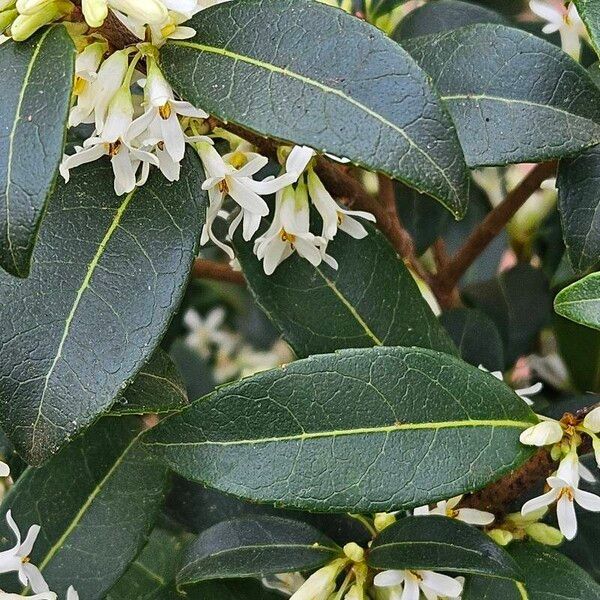 Osmanthus × burkwoodii Hoja