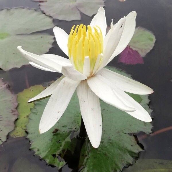 Nymphaea lotus Flor