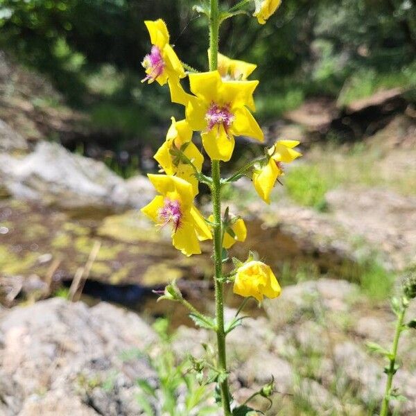 Verbascum blattaria Цвят