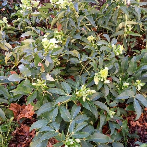 Helleborus argutifolius Habitus