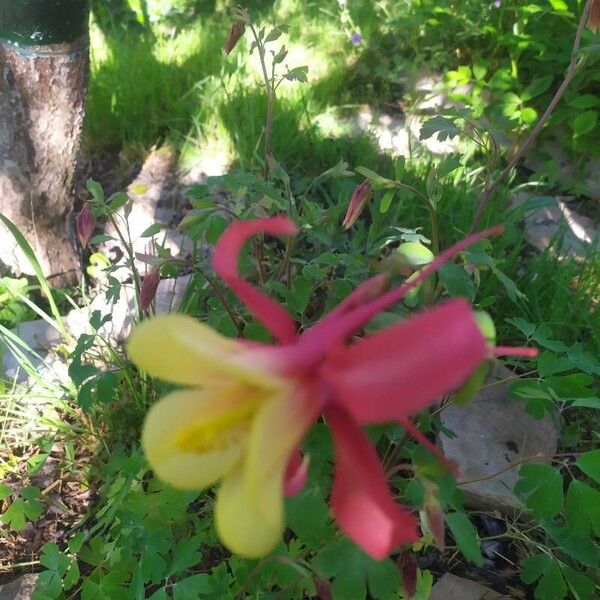 Aquilegia canadensis Kwiat