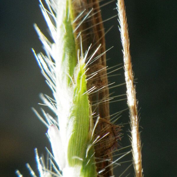 Heteropogon contortus Flower