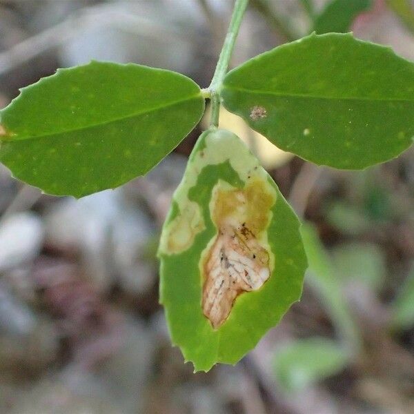 Melilotus officinalis Hostoa