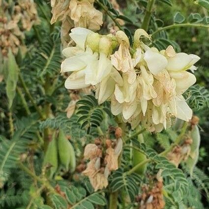 Erophaca baetica Flower