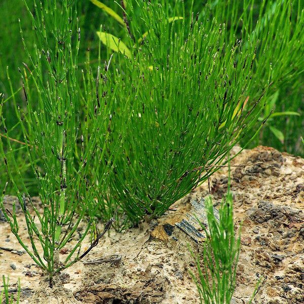 Equisetum palustre Лист