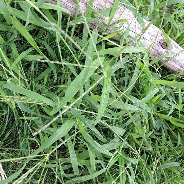 Digitaria ciliaris Leaf